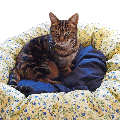 Soft Napper Cat Bed