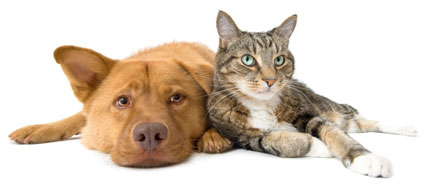 dog-cat2-425x189.jpg