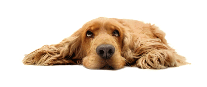 golden-retriever-425x180.gif golden-retriever-425x180.gif