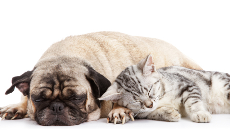 istock-000010671012xsmall-sleeping-dog-cat.jpg