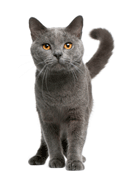 silver-tabby-132x175.gif